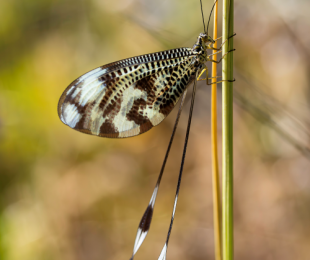 Imagen de las visitas guiadas a la exposición Bichitos