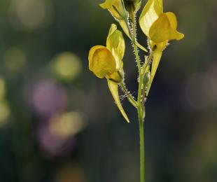 Imagen de las visitas guiadas a la exposición Bichitos