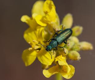 Escarabajo