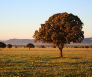 Imagen de árbol en Cabañeros