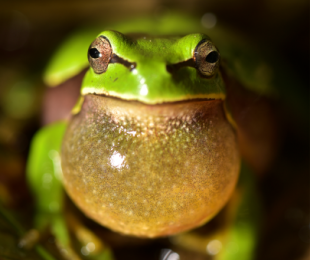 Imagen de una anfibio