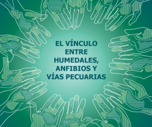 Imagen de la charla Anfibios