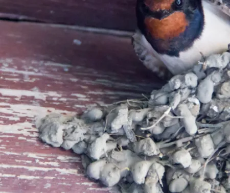 Imagen del Cuentacuentos "La golondrina”