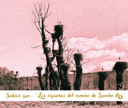 Imagen de la  Curiosidad local destacada: "Las cigüeñas del camino de Sancho Rey""