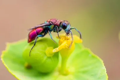 Imagen de un avispacuco