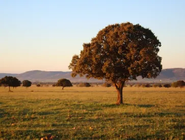 Imagen de árbol en Cabañeros