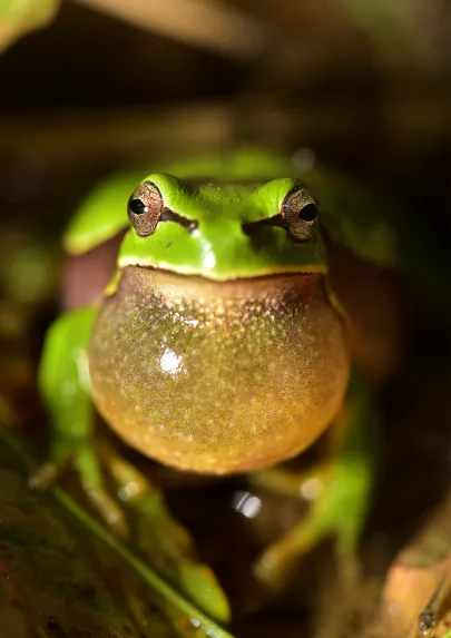 Imagen de una anfibio