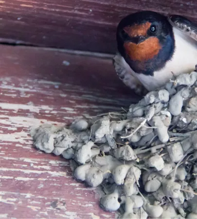 Imagen del Cuentacuentos "La golondrina”