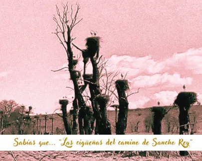 Imagen de la  Curiosidad local destacada: "Las cigüeñas del camino de Sancho Rey""
