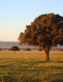 Imagen de árbol en Cabañeros
