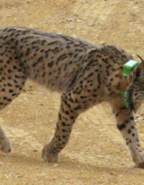 Imagen de lince ibérico